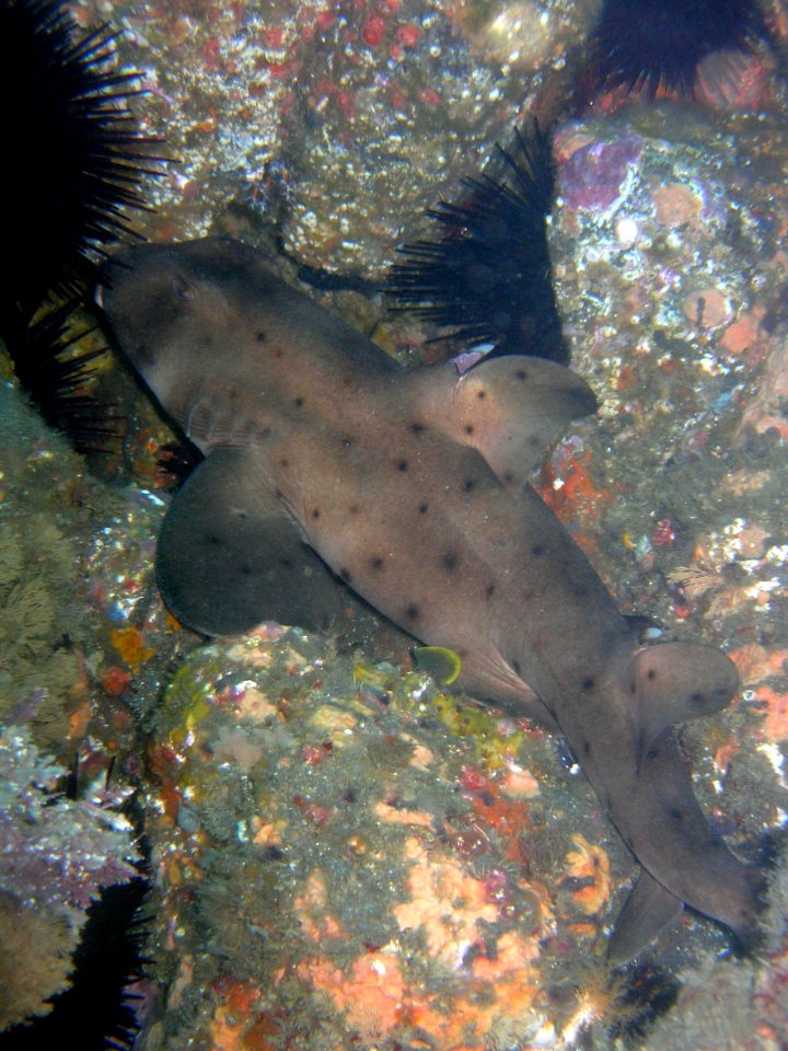 Horn shark
