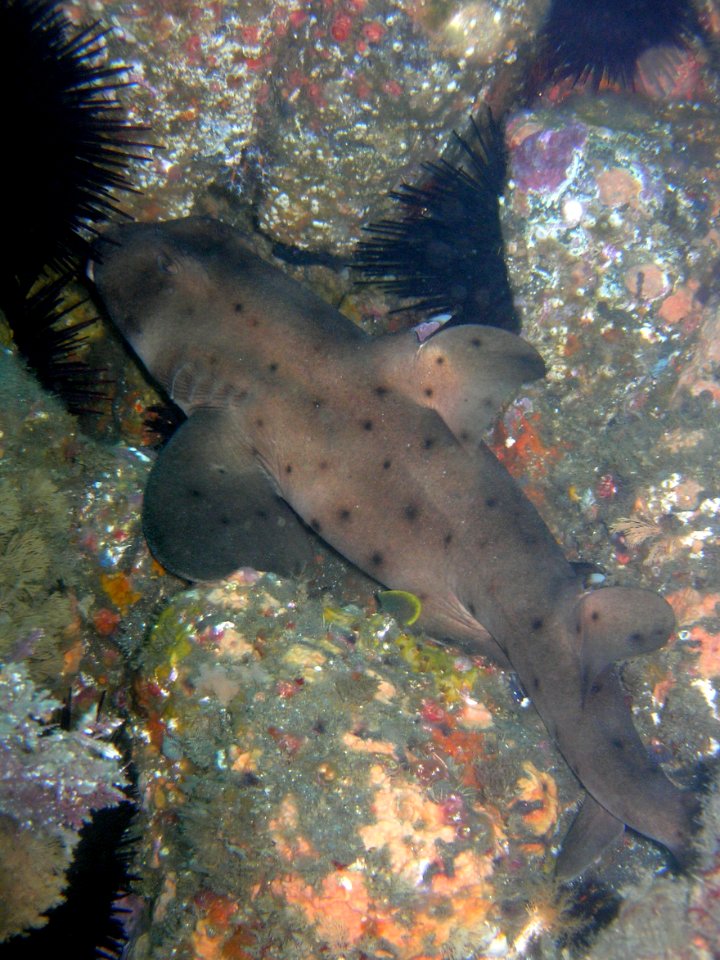 Horn shark photo