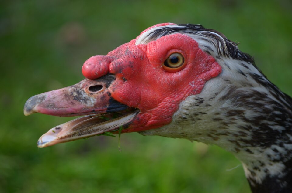 Animal portrait bill poultry