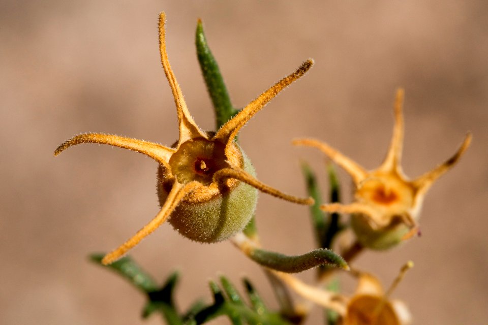 Mentzelia humilis var. humilis