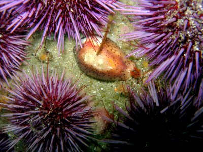 Chestnut Cowry with mantle out