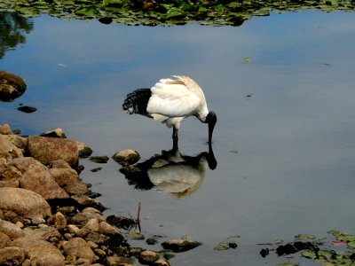 Ibis