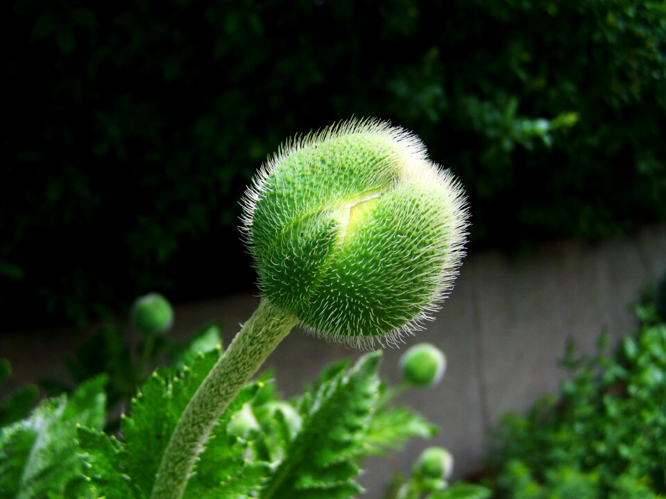 Flower buds poppy green