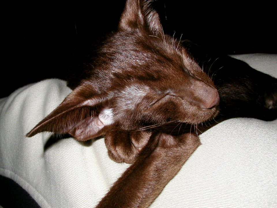 Addison Siamese Havanah cat kitten 0061