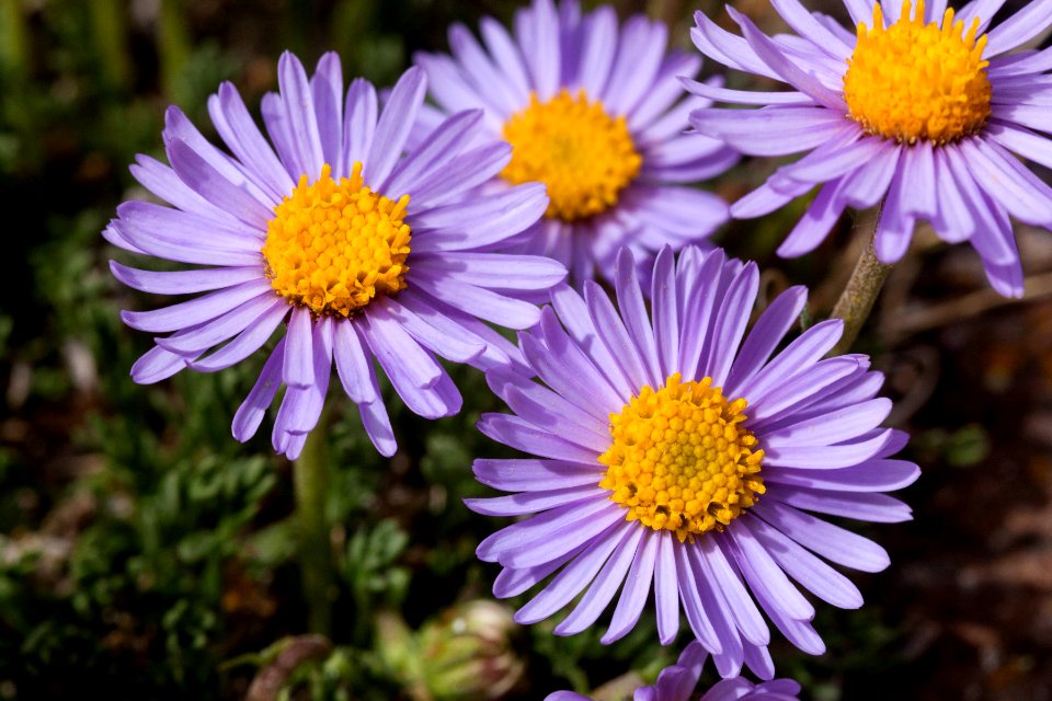 Erigeron pinnatisectus