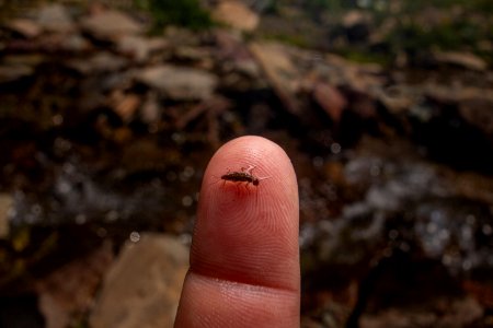 Meltwater Stonefly (Lednia tumana) photo