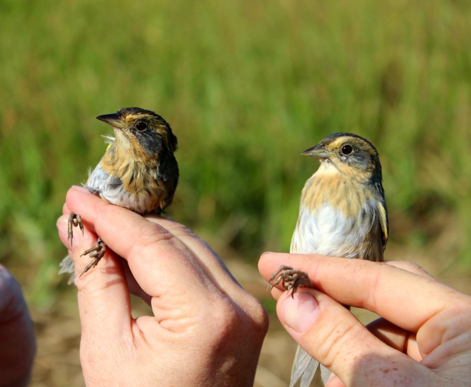 Nelson's sparrow and saltmarsh sparrow during banding