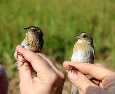 Nelson's sparrow and saltmarsh sparrow during banding photo