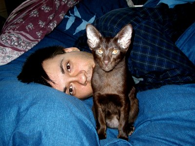 Addison Siamese Havanah cat kitten 0159