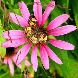 Silvery Checkerspot Butterfly