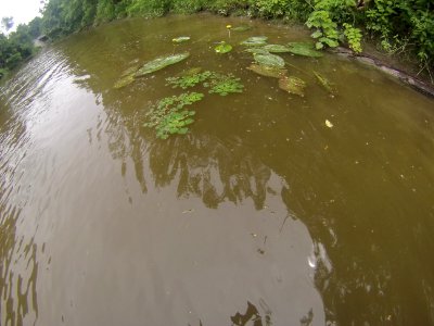 Waterchestnut in Tonawanda Creek photo