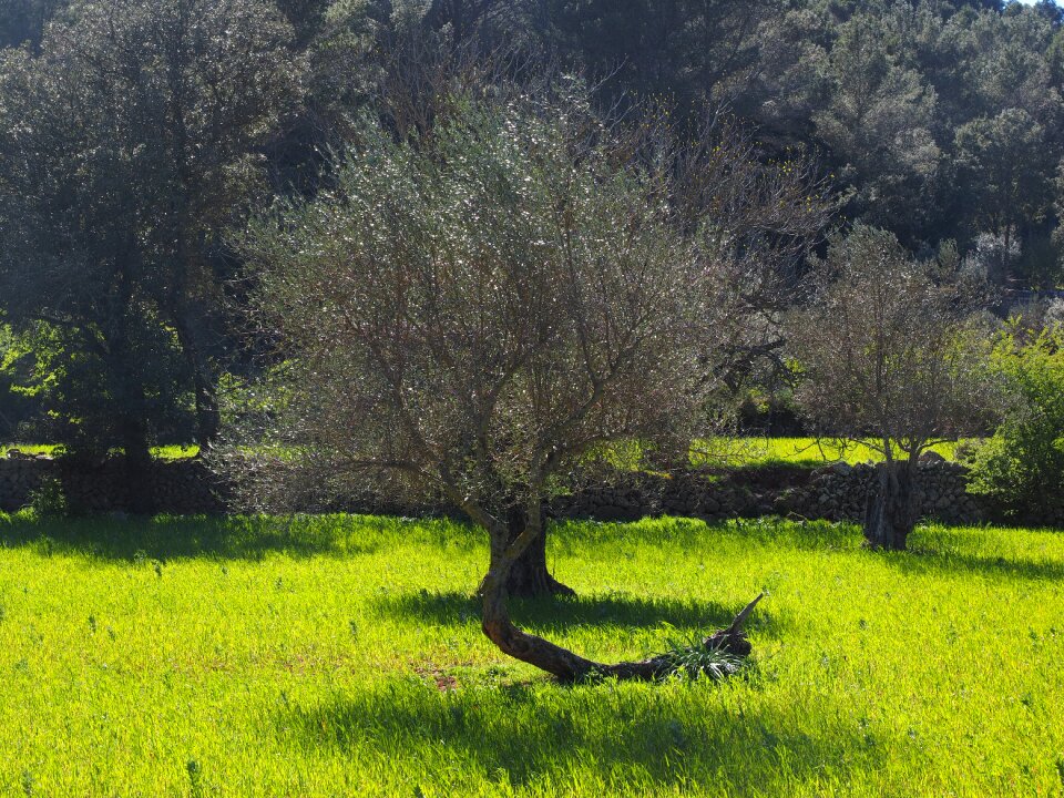 Tree olive garden olive grove