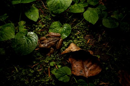 Rocky Mountain Tailed Frog (Ascaphus montanus) photo