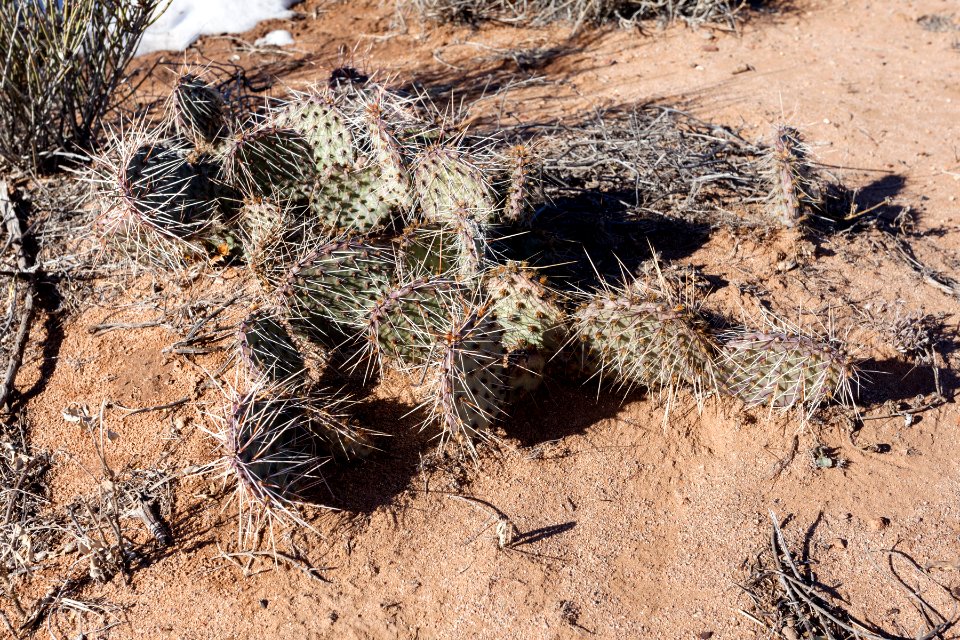 Opuntia tortispina