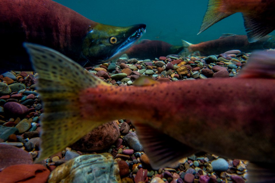 Non-native Kokanee Salmon (Oncorhynchus nerka)