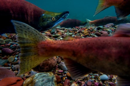 Non-native Kokanee Salmon (Oncorhynchus nerka) photo