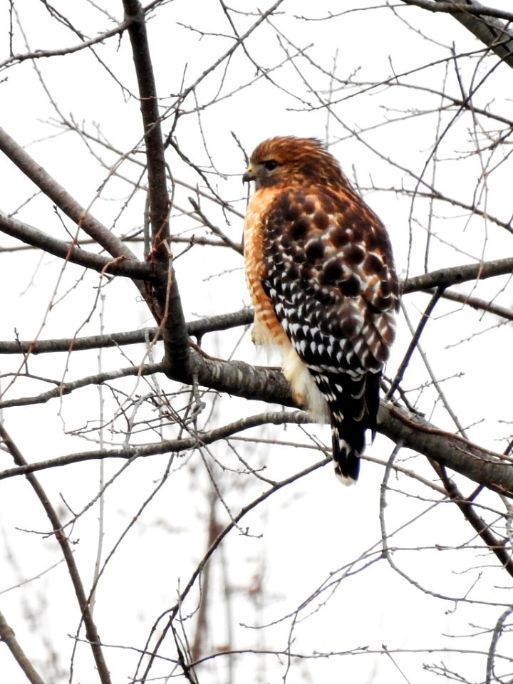 Red-shouldered Hawk