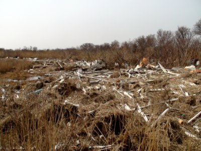 Debris at Lido Beach Wildlife Management Area