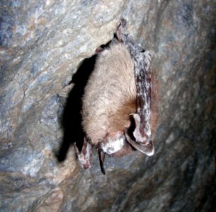 Bat showing symptoms of White-nose Syndrome