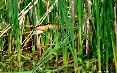 Male Least Bittern (Ixobrychus exilis) with neck extended chasing a second male photo