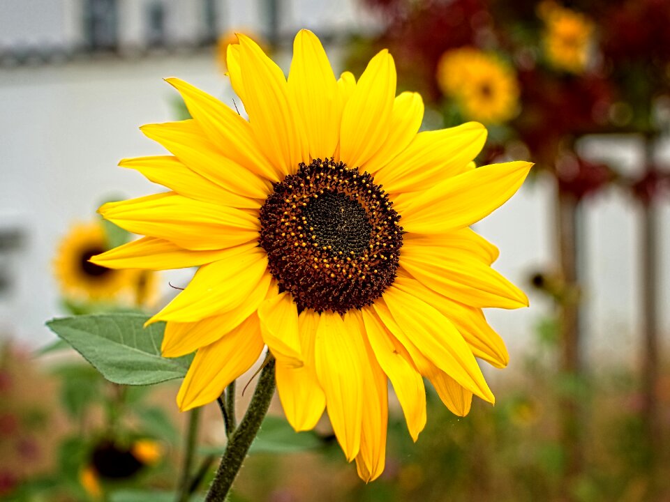 Yellow flower summer