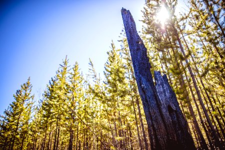 Young Lodgepole Pine regrowing after the 2001 Moose Fire