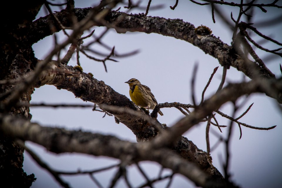 Western Meadow Lark