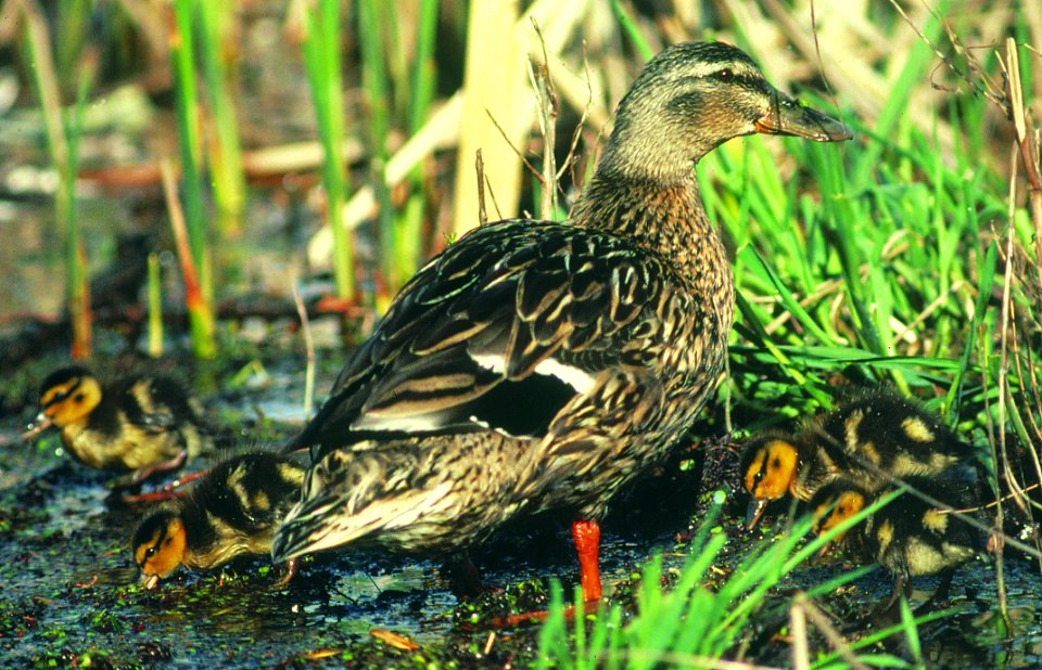 Photo of the Week - Female Mallard with Brood (NY)
