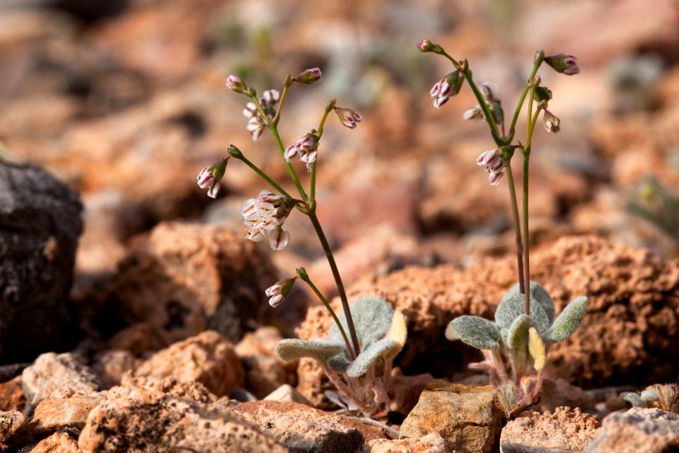 Eriogonum deflexum