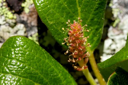 Salix reticulata