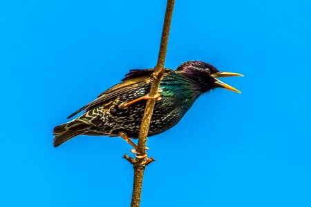 Bird a trooper nature