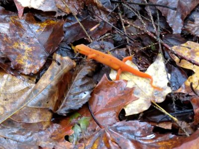 Eastern Red Newt