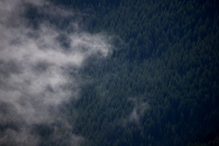 Cloud and Forest