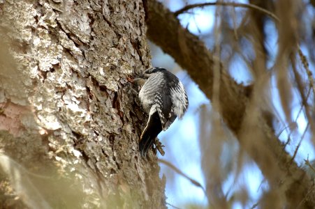 American Three-toed Woodpecker - (Picoides dorsalis)