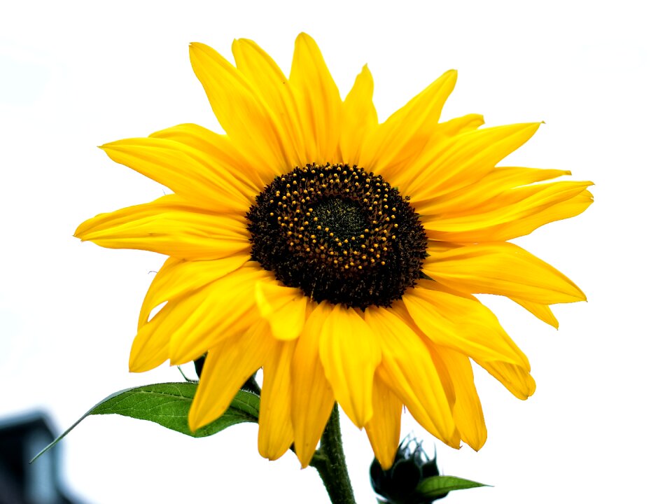 Yellow flower summer