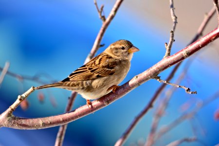 House sparrow