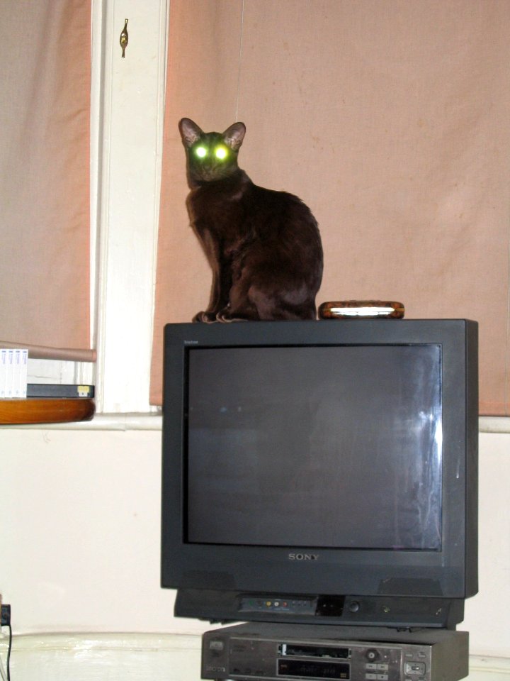 Addison Siamese Havanah cat older 3694