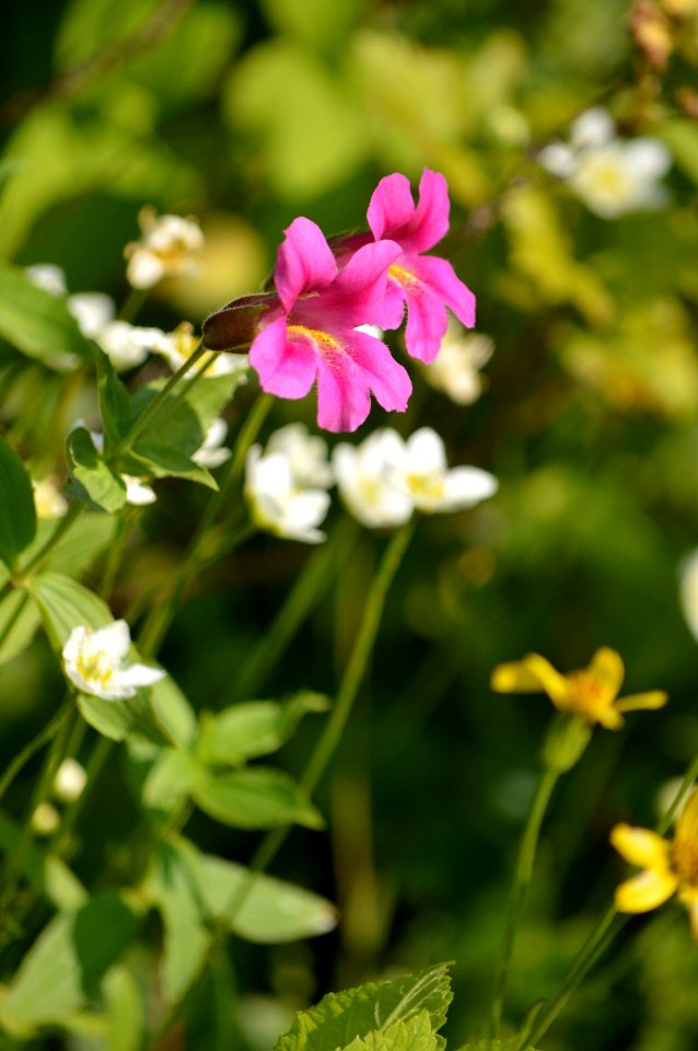 Monkey-flower (Mimulus lewisii)