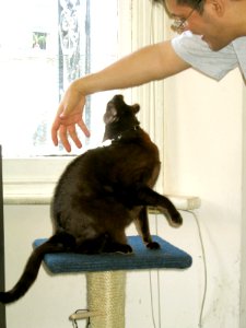 Addison Siamese Havanah cat older 5162 edit