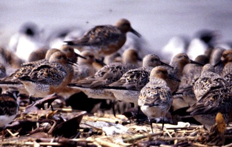 Red Knots photo