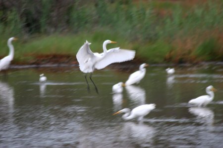 The Egret has Landed