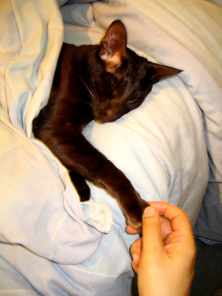 Addison Siamese Havanah cat older 3907