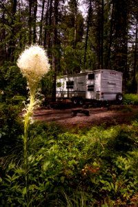 Beargrass blooms in the Apgar campground. photo