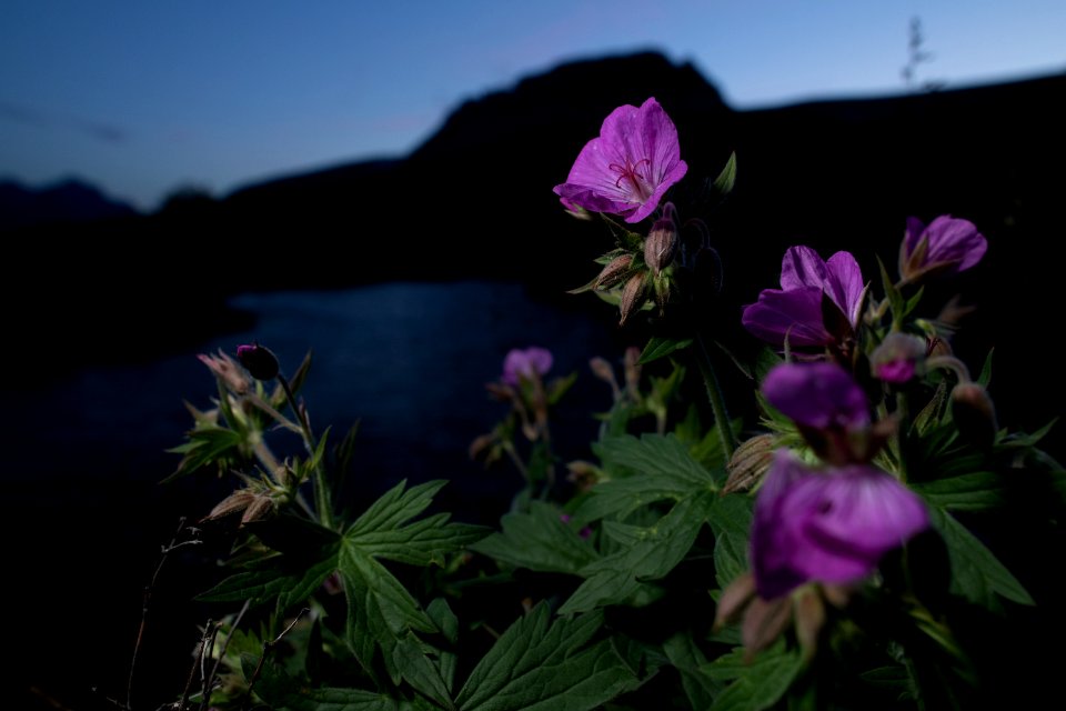 Sticky Geranium (Geranium viscosissimum) photo