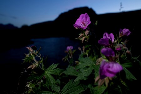 Sticky Geranium (Geranium viscosissimum) photo