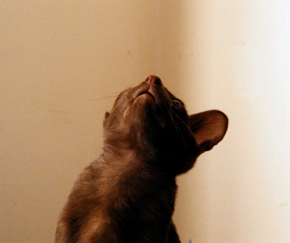 Addison Siamese Havanah cat kitten Oct 18th 2002 38