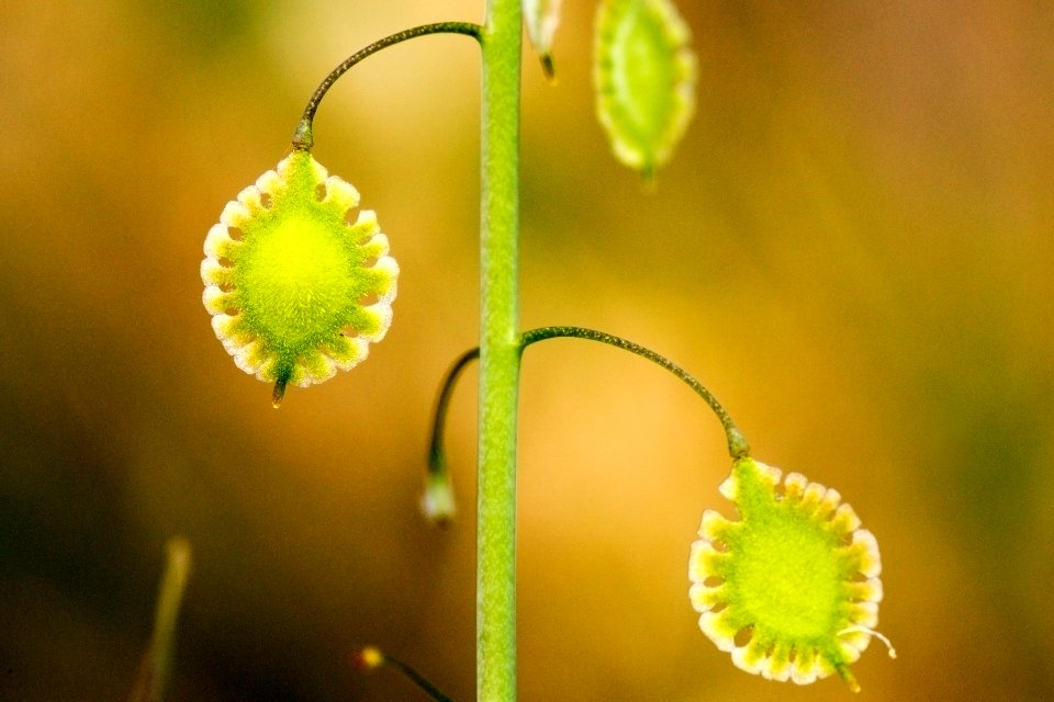 Thysanocarpus curvipes subsp. amplectens