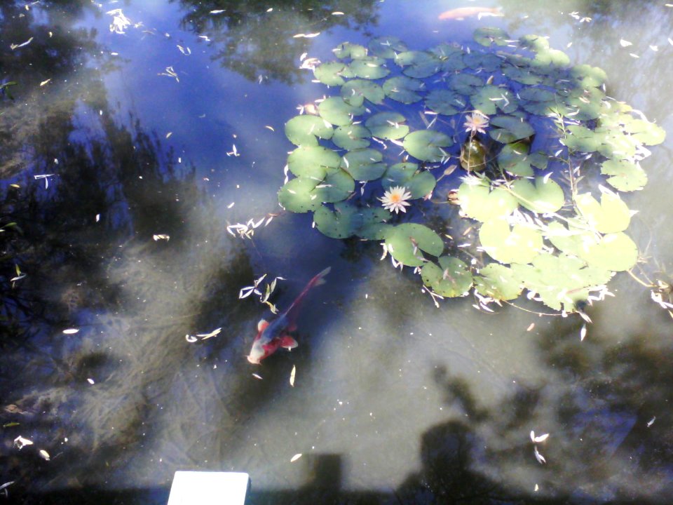 Koi with water lilies 2