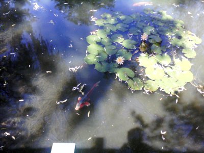 Koi with water lilies 2