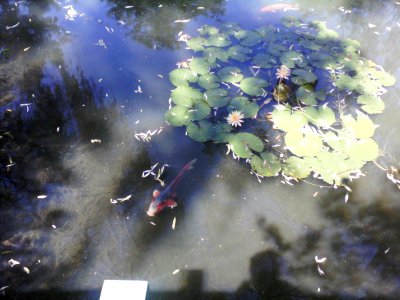 Koi with water lilies 2 photo